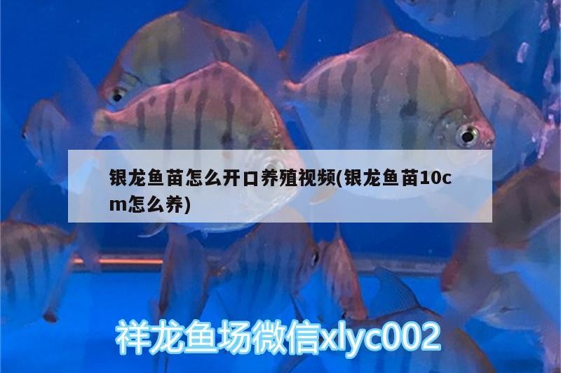 銀龍魚苗怎么開口養(yǎng)殖視頻(銀龍魚苗10cm怎么養(yǎng))