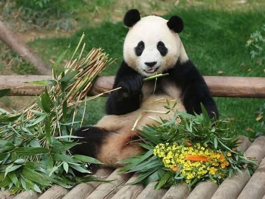 阿壩藏族羌族自治州水族館vs祥龍魚場（祥龍魚場與阿壩藏族羌族自治州水族館的區別）