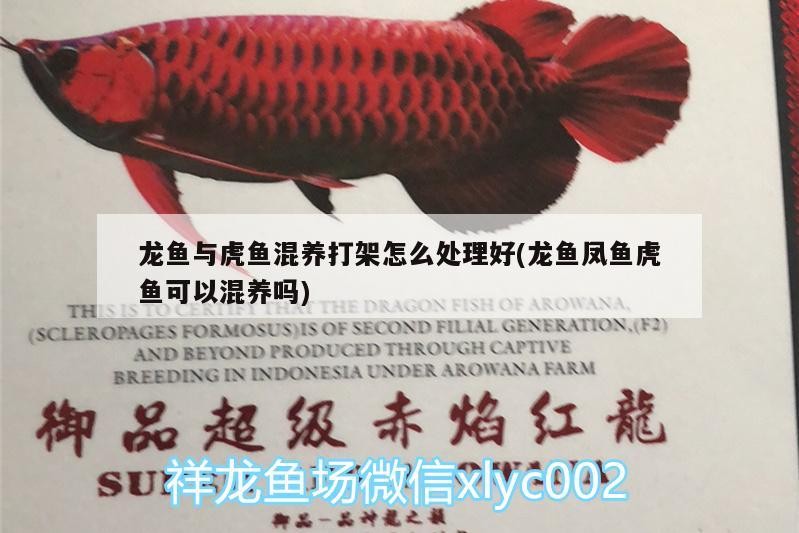 龍魚與虎魚混養打架怎么處理好(龍魚鳳魚虎魚可以混養嗎) 龍魚與虎魚混養打架怎么處理好(龍魚鳳魚虎魚可以混養嗎) 虎魚百科