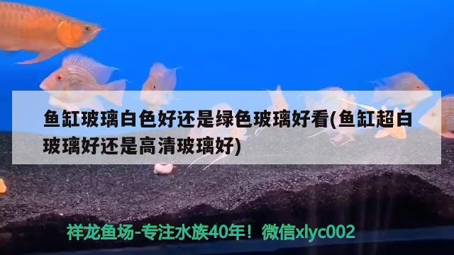 魚缸玻璃白色好還是綠色玻璃好看(魚缸超白玻璃好還是高清玻璃好)