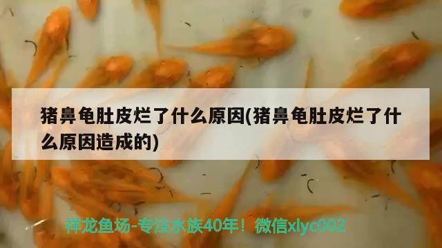 豬鼻龜肚皮爛了什么原因(豬鼻龜肚皮爛了什么原因造成的)