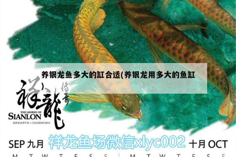 養(yǎng)銀龍魚(yú)多大的缸合適(養(yǎng)銀龍用多大的魚(yú)缸) 養(yǎng)銀龍魚(yú)多大的缸合適(養(yǎng)銀龍用多大的魚(yú)缸) 銀龍魚(yú)百科