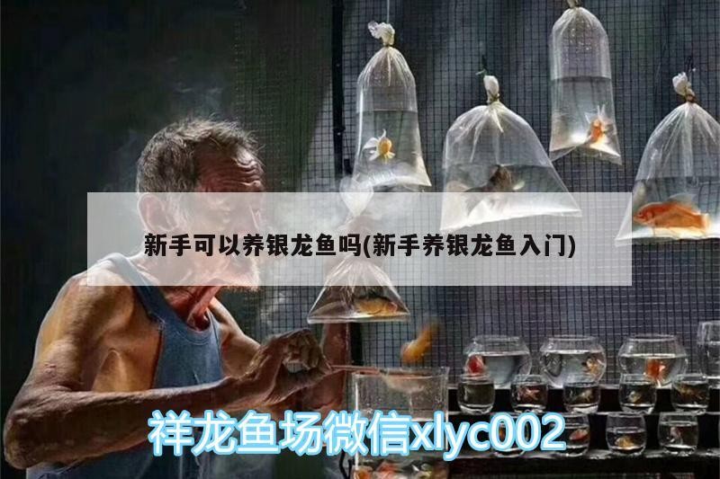 新手可以養銀龍魚嗎(新手養銀龍魚入門)