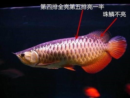挑選紅龍魚的細節描寫片段：如何挑選紅龍魚