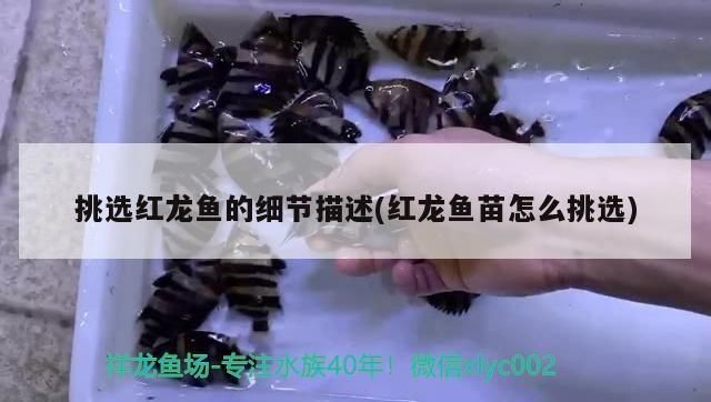 挑選紅龍魚的細節描寫片段：如何挑選紅龍魚