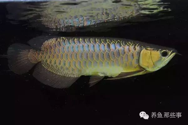 金龍魚品種鑒別技巧