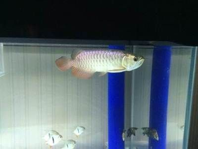 過(guò)背金龍魚(yú)用什么燈最好看呢：如何為過(guò)背金龍魚(yú)選擇合適的燈光
