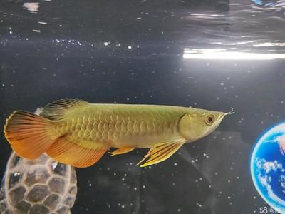 過(guò)背金龍魚(yú)用什么燈最好看呢：如何為過(guò)背金龍魚(yú)選擇合適的燈光