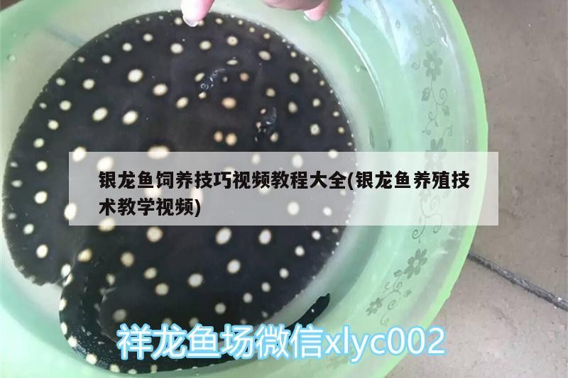 銀龍魚飼養技巧視頻教程大全(銀龍魚養殖技術教學視頻)