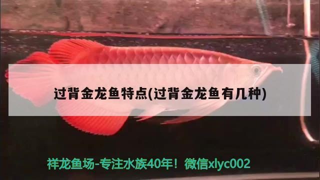 過背金龍魚特點(過背金龍魚有幾種)