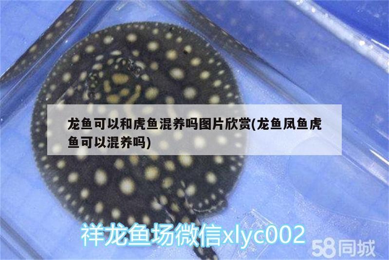龍魚可以和虎魚混養嗎圖片欣賞(龍魚鳳魚虎魚可以混養嗎)