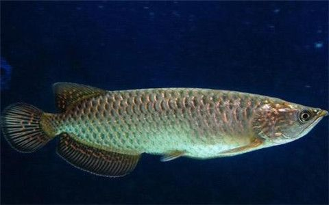 金龍魚與五行相生相克關(guān)系：如何通過(guò)金龍魚改善家居風(fēng)水