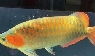 金龍魚與五行相生相克關(guān)系：如何通過(guò)金龍魚改善家居風(fēng)水