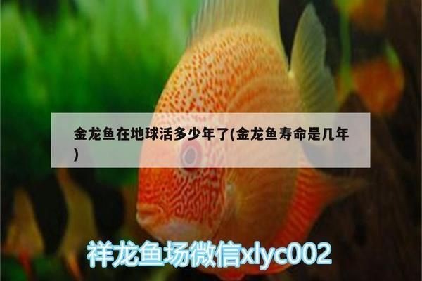 金龍魚與五行相生相克關(guān)系：如何通過(guò)金龍魚改善家居風(fēng)水