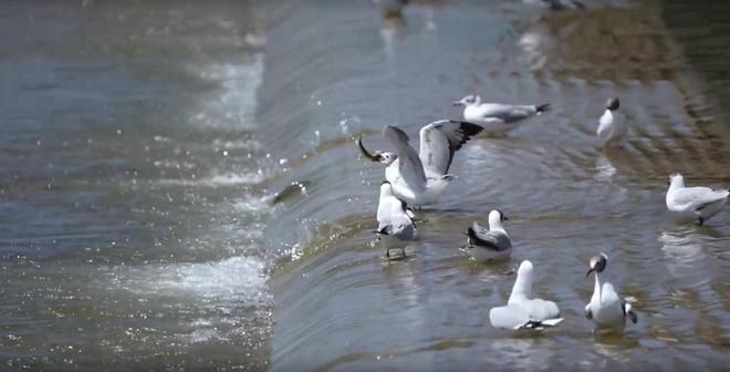海北藏族自治州水族館vs祥龍魚場(chǎng)（海北藏族自治州水族館的信息在搜索結(jié)果中未直接提及）