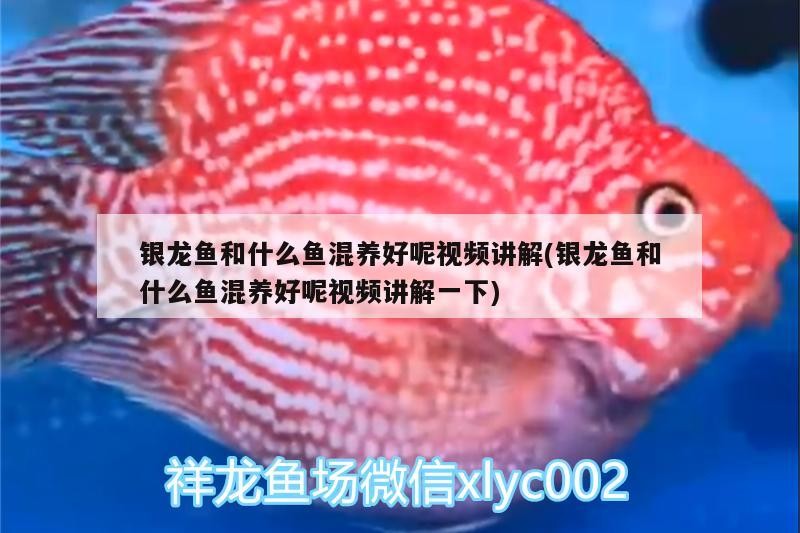 銀龍魚和什么魚混養好呢視頻講解(銀龍魚和什么魚混養好呢視頻講解一下)
