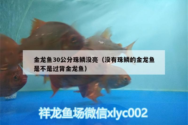 金龍魚30公分珠鱗沒亮（沒有珠鱗的金龍魚是不是過背金龍魚）