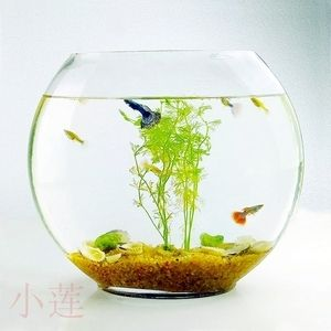 扁的魚缸怎么造景：扁形魚缸造景的基本步驟在魚缸造景的基本步驟之一