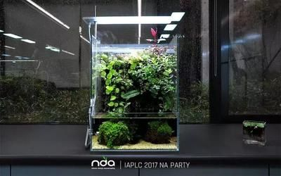 扁的魚缸怎么造景：扁形魚缸造景的基本步驟在魚缸造景的基本步驟之一
