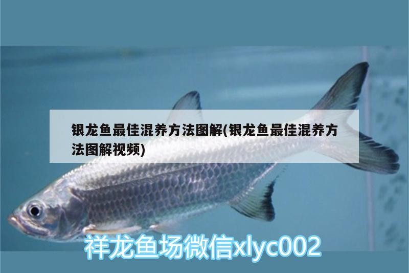 銀龍魚最佳混養方法圖解(銀龍魚最佳混養方法圖解視頻)