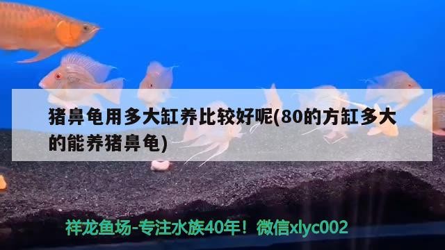 豬鼻龜用多大缸養比較好呢(80的方缸多大的能養豬鼻龜)