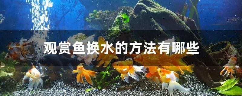 觀賞魚換水的方法有哪些 觀賞魚換水的方法有哪些 金龍魚百科