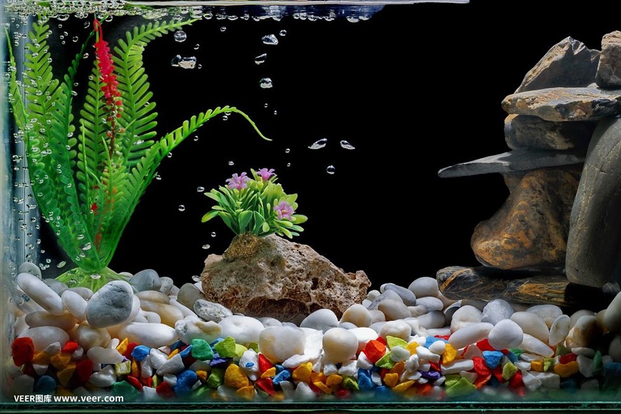 虎魚缸背景選擇虎魚的背景需要考慮虎魚的生活習(xí)性、水質(zhì)要求：虎魚的飼養(yǎng)技巧 虎魚缸背景選擇虎魚的背景需要考慮虎魚的生活習(xí)性、水質(zhì)要求：虎魚的飼養(yǎng)技巧 虎魚百科 第3張