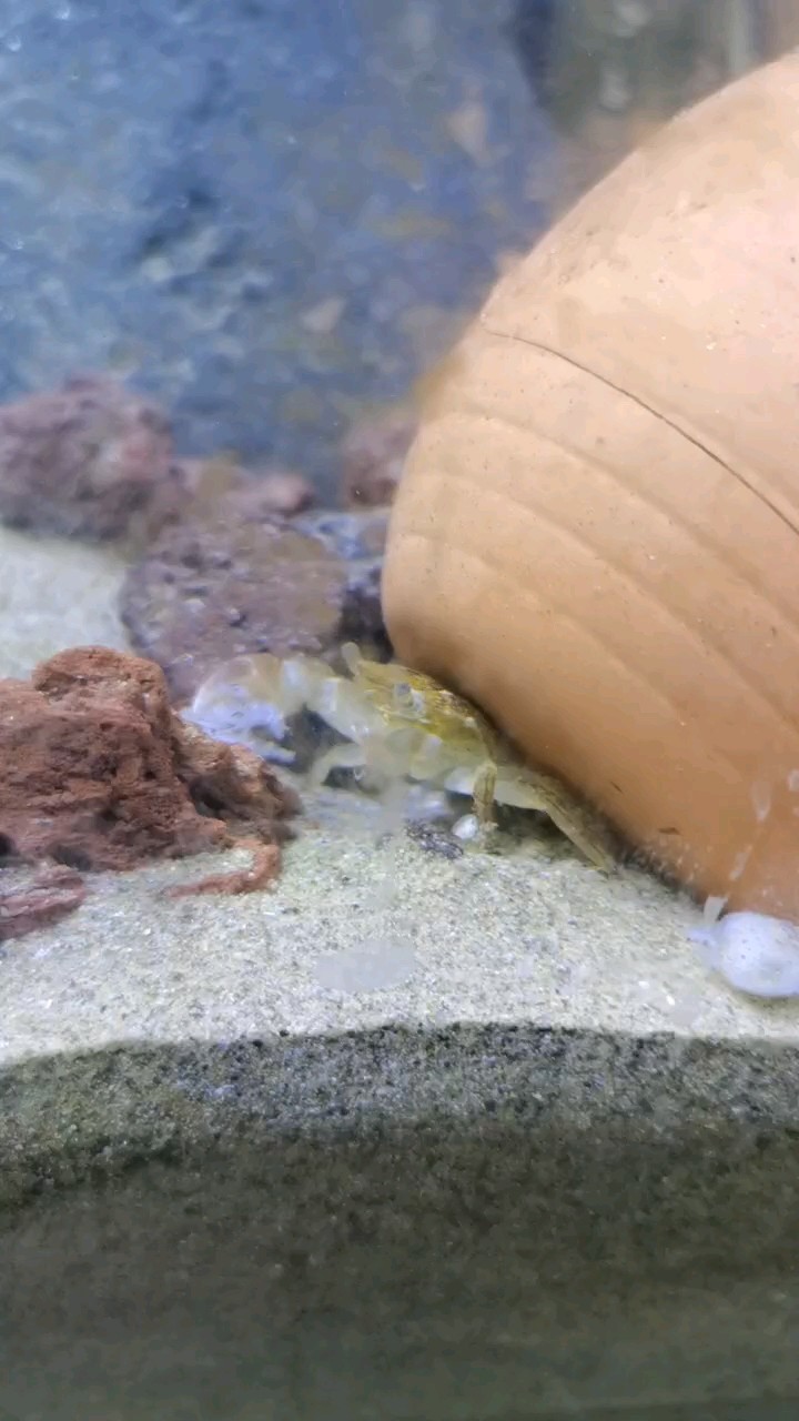 小螃蟹