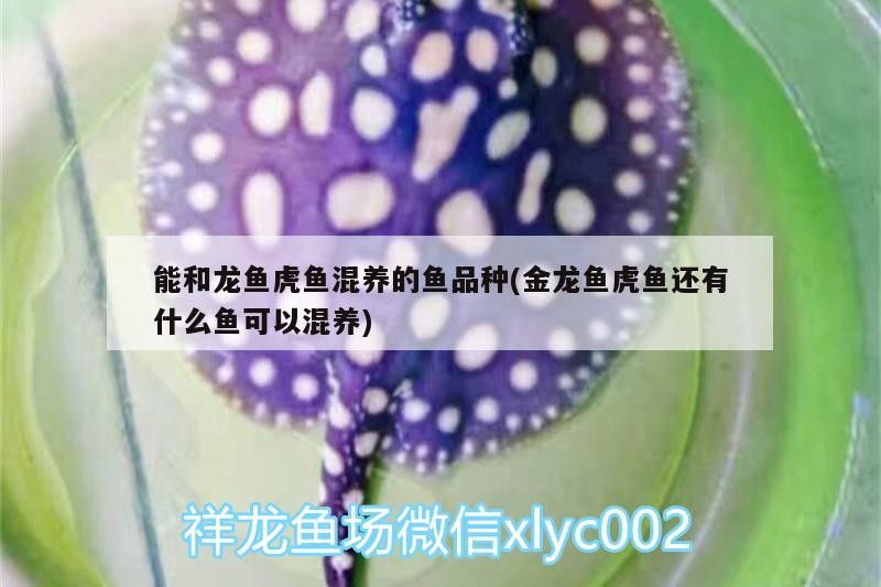 能和龍魚虎魚混養(yǎng)的魚品種(金龍魚虎魚還有什么魚可以混養(yǎng))