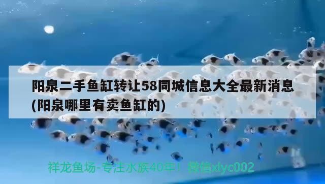 陽泉二手魚缸轉讓58同城信息大全最新消息(陽泉哪里有賣魚缸的) 陽泉二手魚缸轉讓58同城信息大全最新消息(陽泉哪里有賣魚缸的) 魟魚百科 第1張