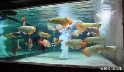 虎魚一般養(yǎng)幾條合適:虎魚的養(yǎng)殖數(shù)量應(yīng)該怎么考慮? 虎魚百科 第2張 虎魚一般養(yǎng)幾條合適:虎魚的養(yǎng)殖數(shù)量應(yīng)該怎么考慮? 虎魚一般養(yǎng)幾條合適:虎魚的養(yǎng)殖數(shù)量應(yīng)該怎么考慮? 虎魚百科 第2張