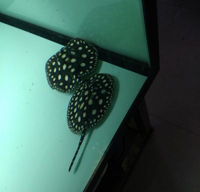 純血皇冠黑白魟魚繁殖技巧：如何鑒別純血皇冠黑白魟魚性別