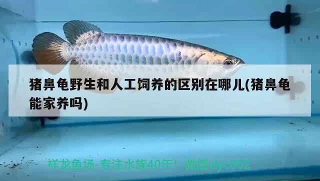 豬鼻龜野生和人工飼養(yǎng)的區(qū)別在哪兒(豬鼻龜能家養(yǎng)嗎)