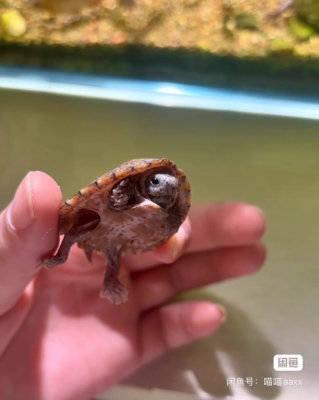 【魔眼黑刀】很少見的一只小極品，雙滿紋黑殼剃刀蛋龜苗，豹點蠕蟲紋，真正的雙滿紋，頭紋背紋一流，背上的放射紋幾乎全滿了，狀態非常好，極貨全品，妥妥的潛力股，而且是公溫孵化的，絕對的收藏佳品 【魔眼黑刀】很少見的一只小極品，雙滿紋黑殼剃刀蛋龜苗，豹點蠕蟲紋，真正的雙滿紋，頭紋背紋一流，背上的放射紋幾乎全滿了，狀態非常好，極貨全品，妥妥的潛力股，而且是公溫孵化的，絕對的收藏佳品 龍魚論壇 第1張