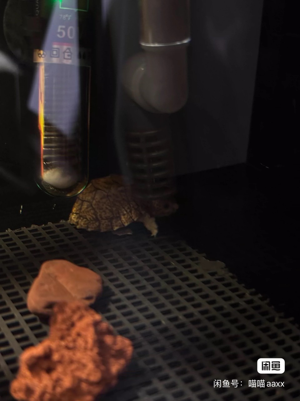 【魔眼黑刀】很少見的一只小極品，雙滿紋黑殼剃刀蛋龜苗，豹點蠕蟲紋，真正的雙滿紋，頭紋背紋一流，背上的放射紋幾乎全滿了，狀態非常好，極貨全品，妥妥的潛力股，而且是公溫孵化的，絕對的收藏佳品 【魔眼黑刀】很少見的一只小極品，雙滿紋黑殼剃刀蛋龜苗，豹點蠕蟲紋，真正的雙滿紋，頭紋背紋一流，背上的放射紋幾乎全滿了，狀態非常好，極貨全品，妥妥的潛力股，而且是公溫孵化的，絕對的收藏佳品 龍魚論壇 第3張
