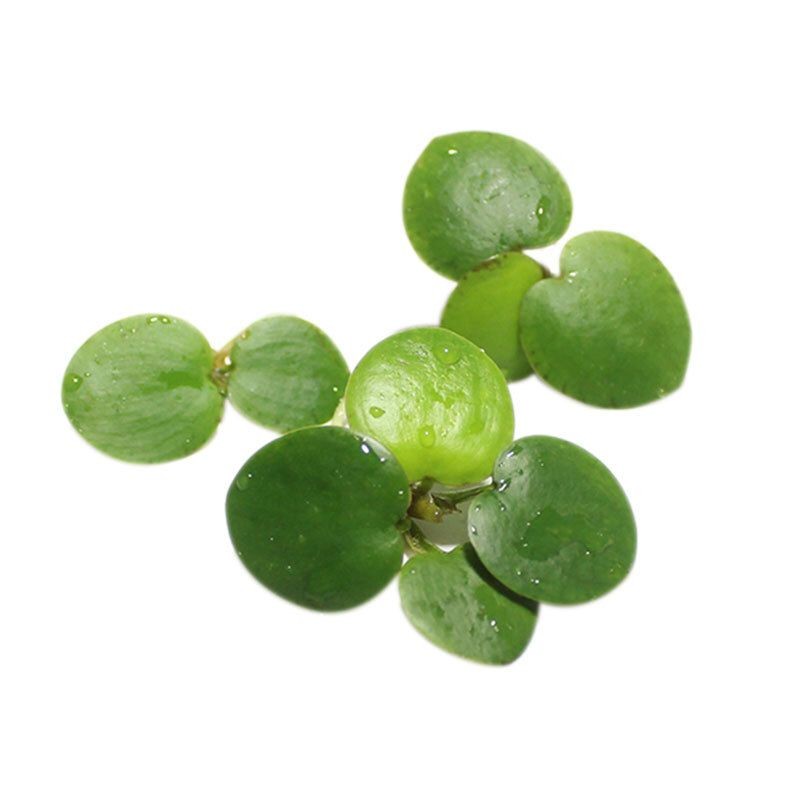 動森魚缸景觀怎么得：動森魚缸景觀怎么得動森魚缸景觀怎么得魚缸造景教程