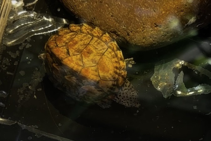 滿紋黑刀基因剃刀一只，背紋非常滿，粗紋明顯，同時頭紋也很粗，并且連紋的一只