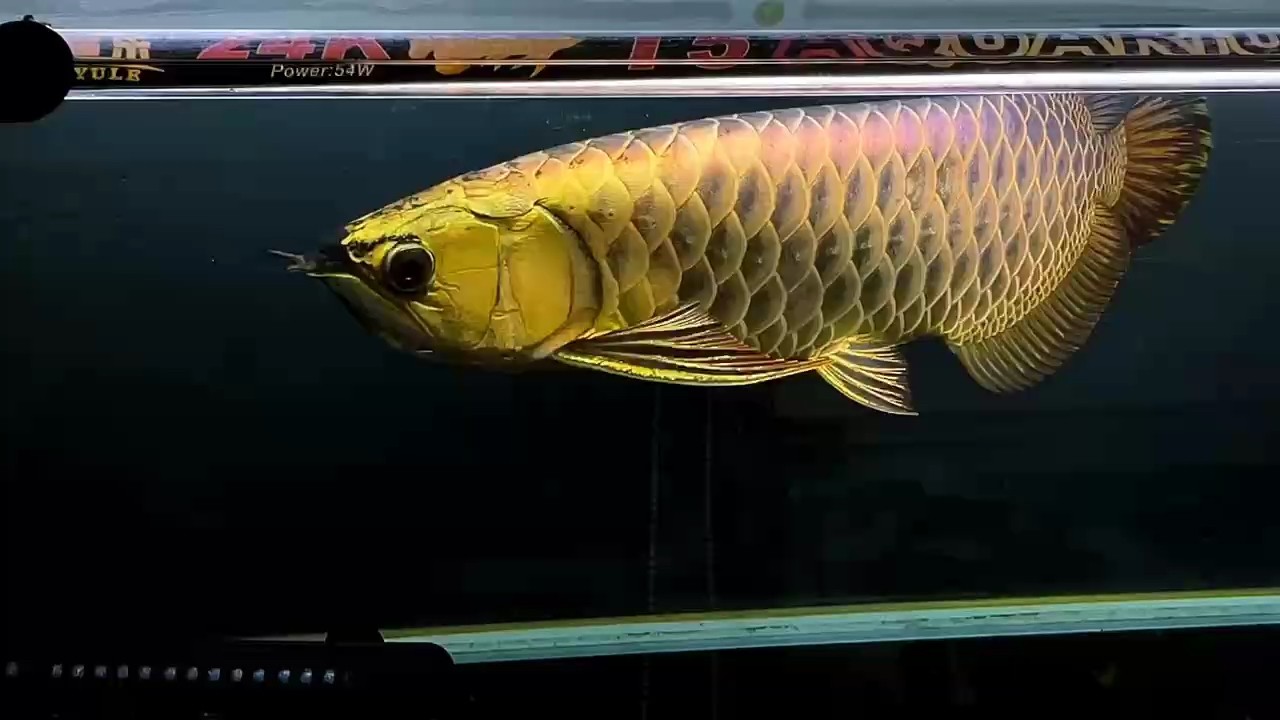 點個關(guān)注分享鯊魚嘴頂級金龍