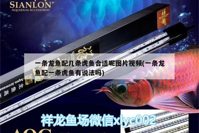 一條龍魚配幾條虎魚合適呢圖片視頻(一條龍魚配一條虎魚有說法嗎)