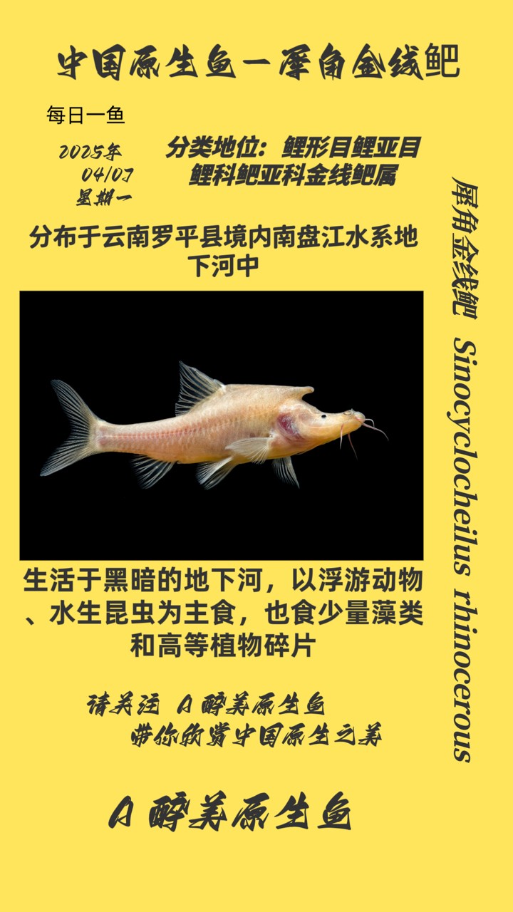 犀角金線鲃