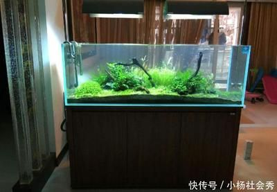 不打氧的魚缸養什么魚：不打氧的魚缸養什么魚缸養魚需要考慮到魚的品種、對氧氣的需求