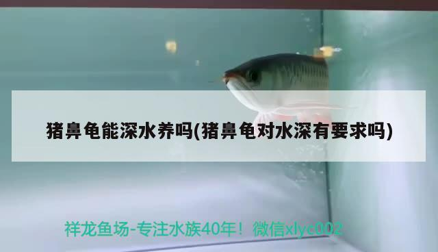 豬鼻龜能深水養嗎(豬鼻龜對水深有要求嗎)