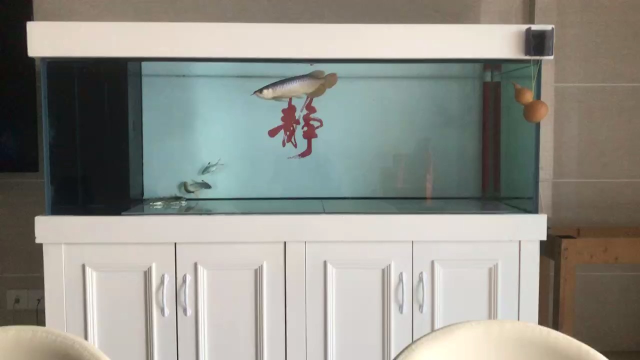 龍魚吃飼料魚問題多