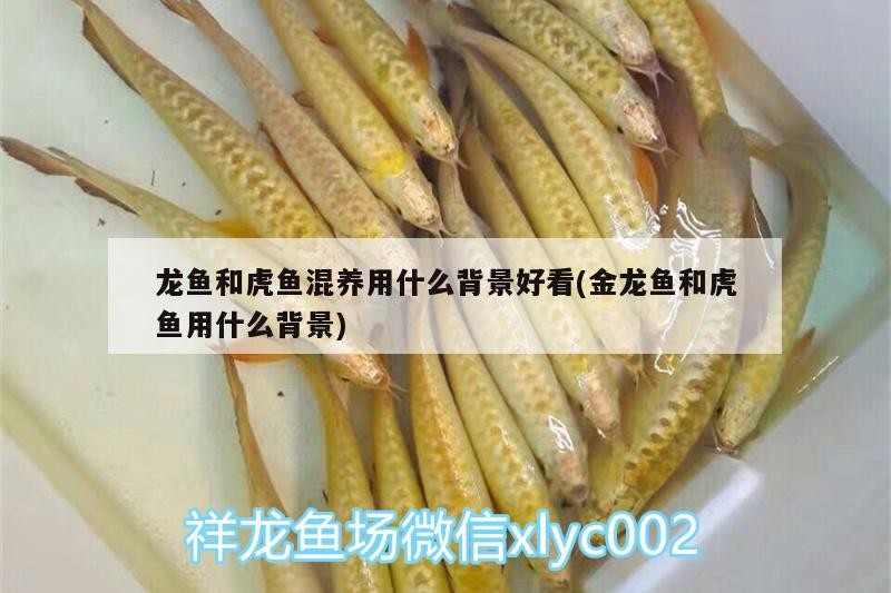 龍魚和虎魚混養用什么背景好看(金龍魚和虎魚用什么背景)