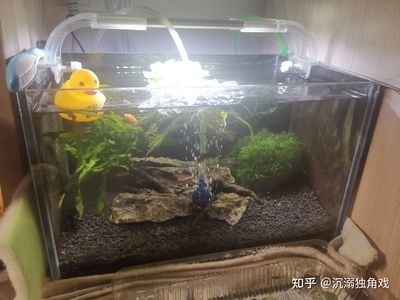 10升的魚缸養多少條白云金絲