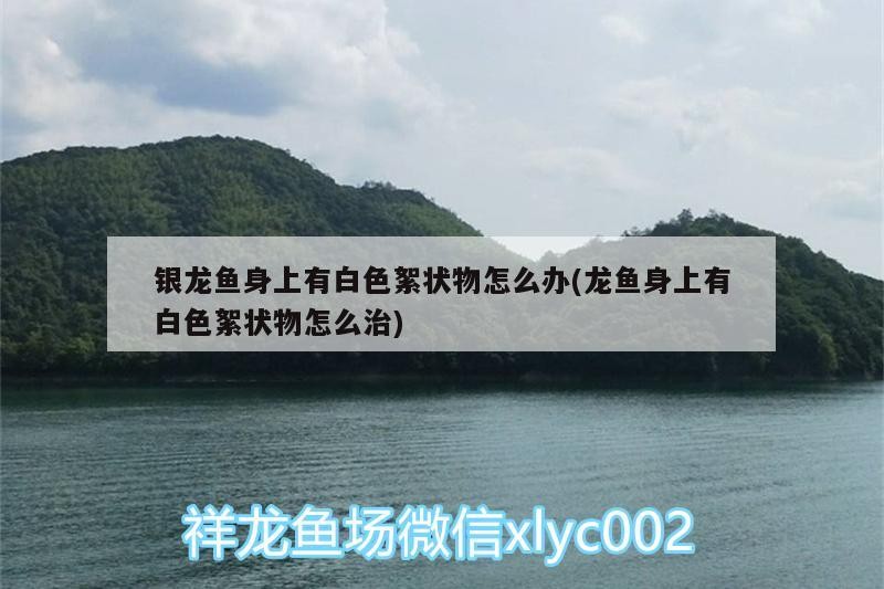銀龍魚身上有白色絮狀物怎么辦(龍魚身上有白色絮狀物怎么治)