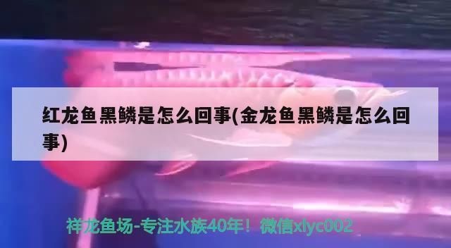 如何養(yǎng)龍魚不兜嘴vs祥龍魚場：養(yǎng)龍魚不兜嘴需要注意什么？ 如何養(yǎng)龍魚不兜嘴vs祥龍魚場：養(yǎng)龍魚不兜嘴需要注意什么？ vs祥龍魚場 第5張