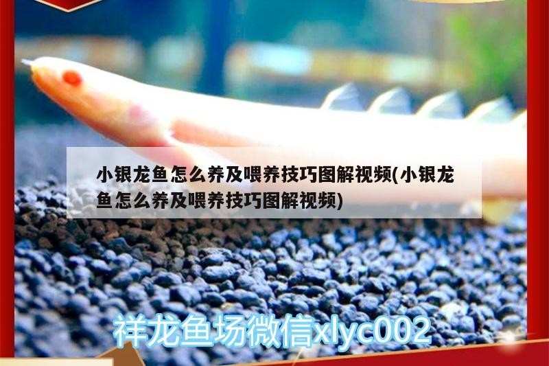小銀龍魚怎么養(yǎng)及喂養(yǎng)技巧圖解視頻(小銀龍魚怎么養(yǎng)及喂養(yǎng)技巧圖解視頻)