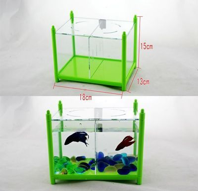 虎皮魚的飼養(yǎng)方法：虎皮魚喜歡在水的中層游動，
