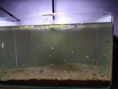 虎皮魚的飼養(yǎng)方法：虎皮魚喜歡在水的中層游動，